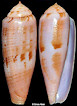 Conus viola Cernohorsky, 1977