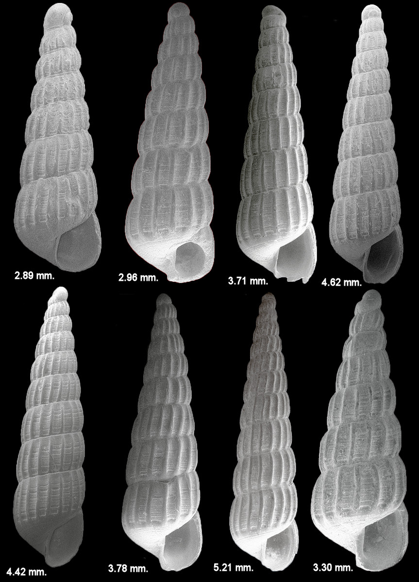 Turbonilla (Pyrgiscus) viridaria Dall, 1884