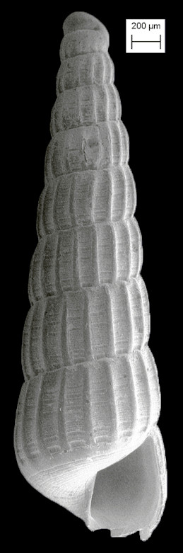 Turbonilla (Strioturbonilla) deboeri De Jong and Coomans, 1988