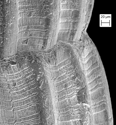 Turbonilla (Strioturbonilla) deboeri De Jong and Coomans, 1988