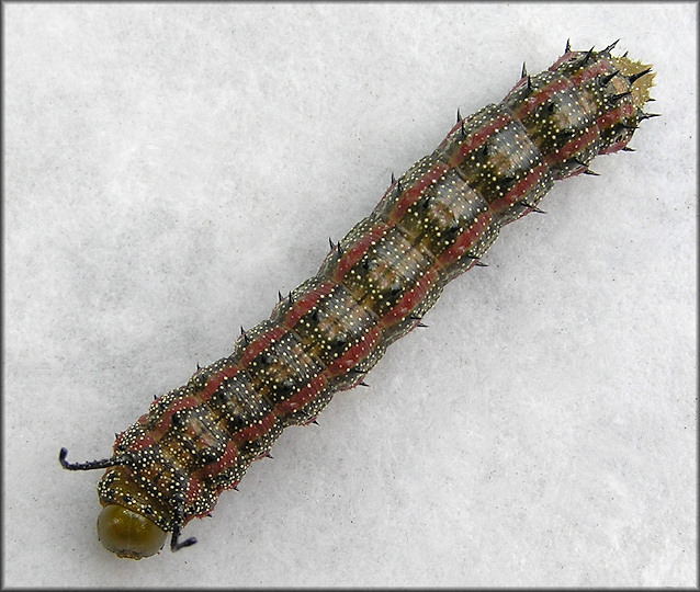 Pink-striped Oak Worm Moth Caterpillar (Anisota virginiensis)