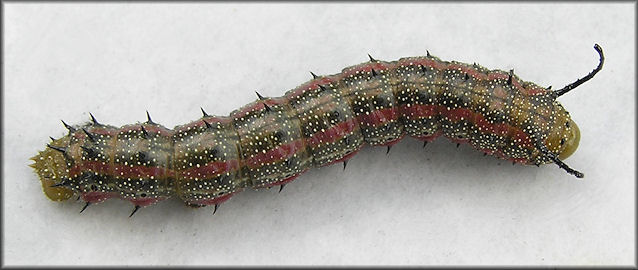 Pink-striped Oak Worm Moth Caterpillar (Anisota virginiensis)