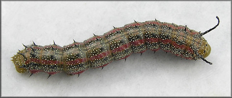 Pink-striped Oak Worm Moth (Anisota virginiensis) Caterpillar