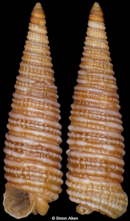 Viriola cf. senafirensis (Sturany, 1903)