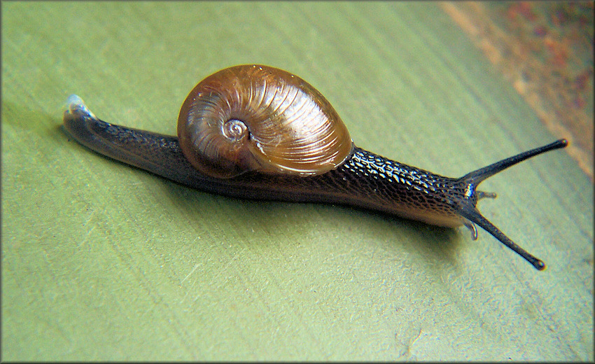 Vitrinizonites latissimus (Lewis, 1875) Glassy Grapeskin