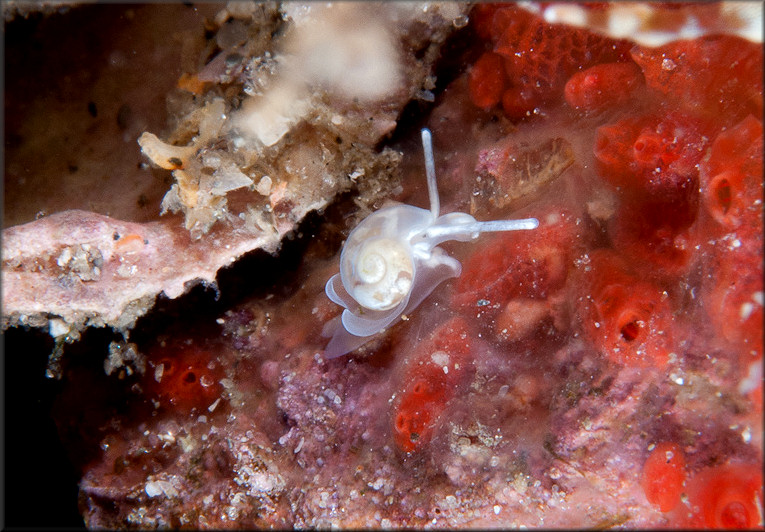 Vitrinella canaliculata Rubio, Fernndez-Garcs, and Roln, 2011