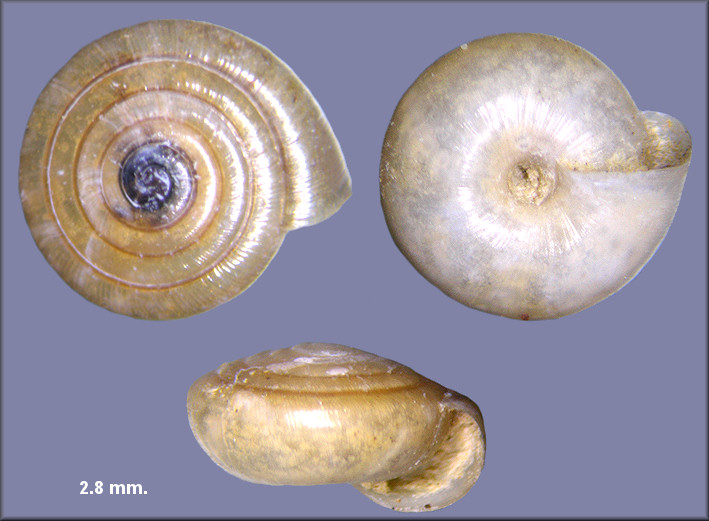 Paravitrea multidentata (A. Binney, 1841) Dentate Supercoil