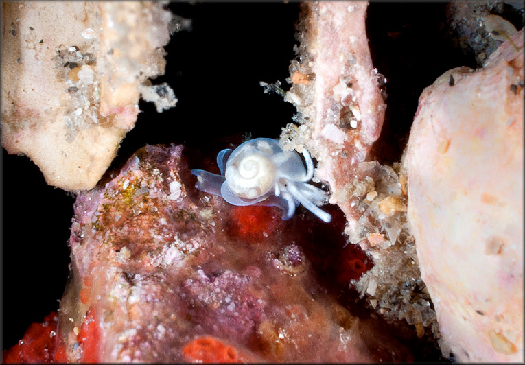 Vitrinella canaliculata Rubio, Fernndez-Garcs, and Roln, 2011