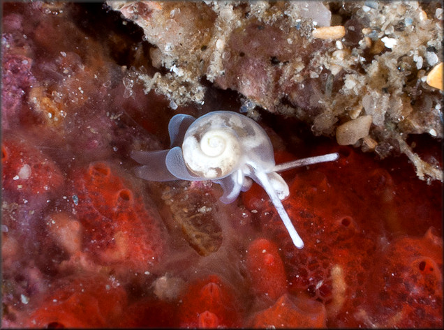 Vitrinella canaliculata Rubio, Fernndez-Garcs, and Roln, 2011