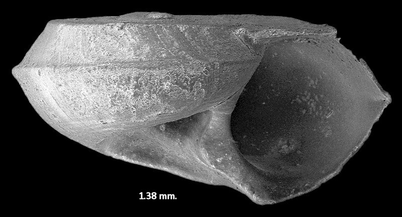 Vitrinella opsitelotus (Dall, 1892) Juvenile Fossil