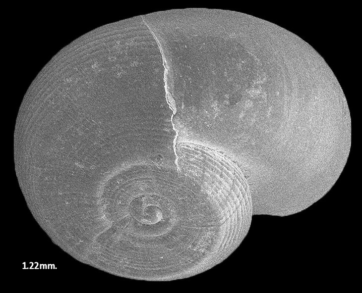 Vitrinella opsitelotus (Dall, 1892) Fossil