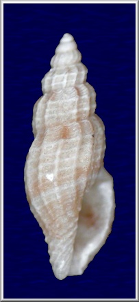 Vitricythara cf. lavalleana (d'Orbigny, 1847)