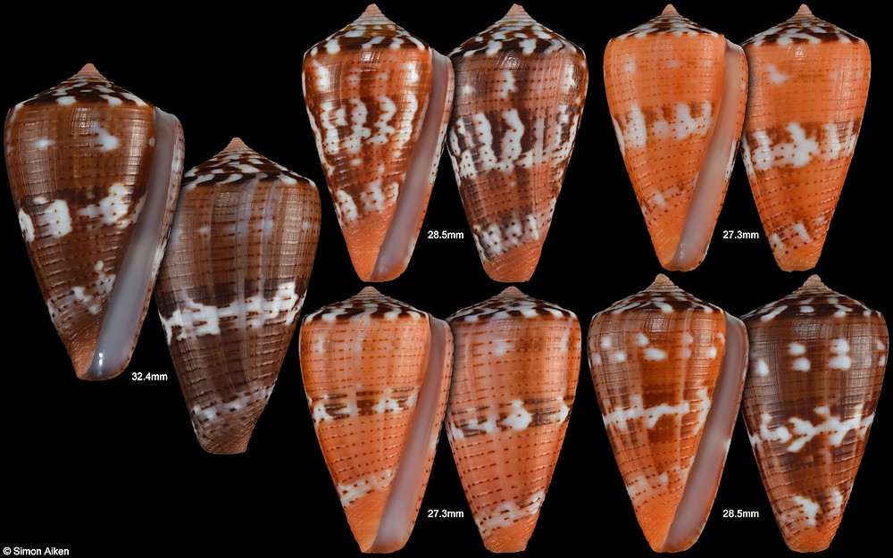 Conus vittatus Hwass in Bruguire, 1792