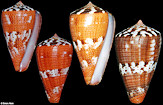 Conus vittatus Hwass in Bruguire, 1792