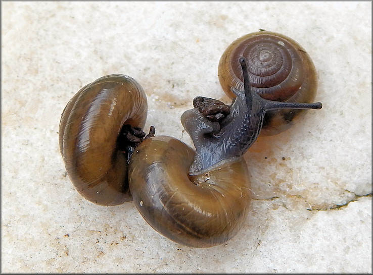 Ventridens demissus (A. Binney, 1843) Perforate Dome