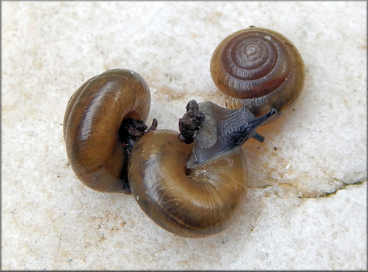 Ventridens demissus (A. Binney, 1843) Perforate Dome