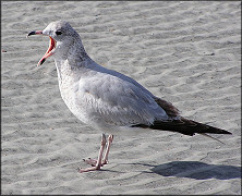 Larus delawarensis Ring-billed Gull Juvenile