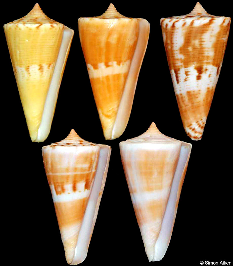 Conus voluminalis Reeve, 1843