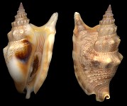 Euprotomus vomer (Rding, 1798)