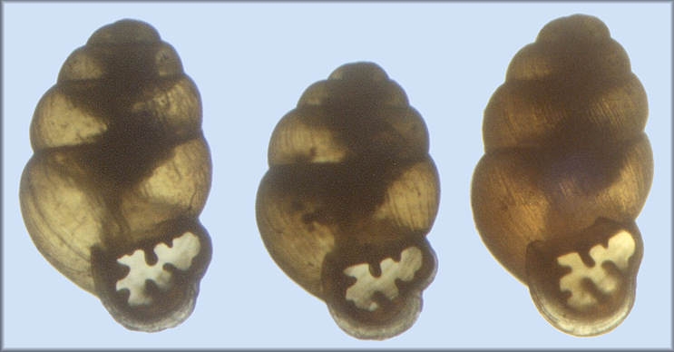 Three southeastern U.S. Vertigo spp.