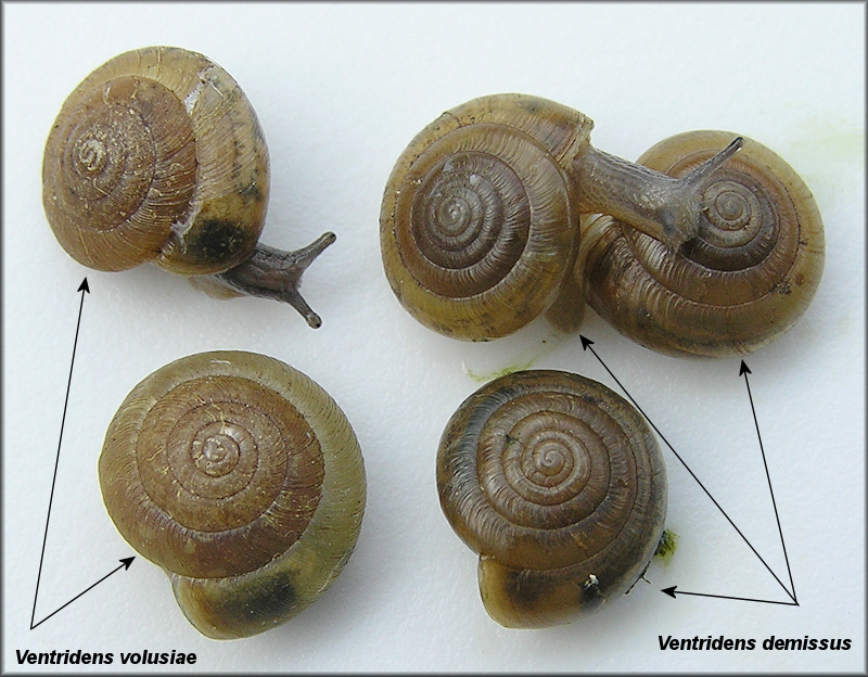 Ventridens volusiae (Pilsbry, 1900) compared to Ventridens demissus (A. Binney, 1843)