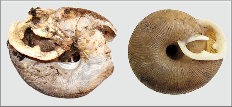 Triodopsis vulgata Pilsbry, 1940 Dished Threetooth Sinistral Specimen