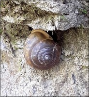 Mesodon thyroidus (Say, 1817) White-lip Globe In Situ