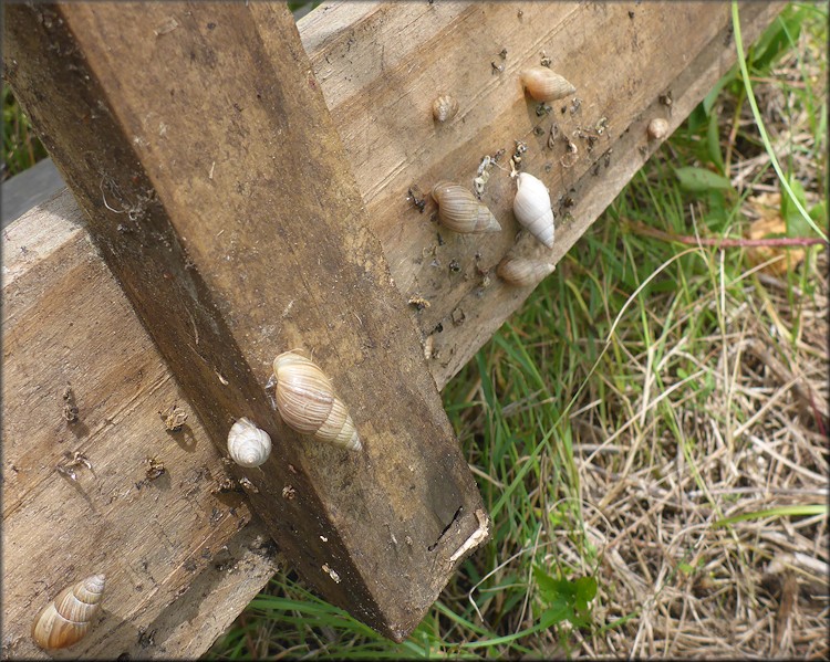 Bulimulus sporadicus In Field Near Walgreens Pharmacy On Baymeadows Road