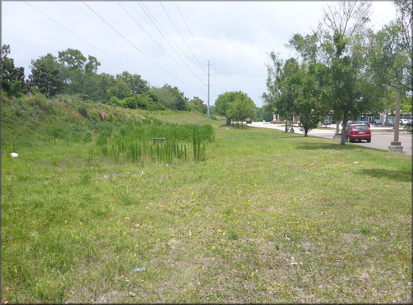 Bulimulus sporadicus In Field Near Walgreens Pharmacy On Baymeadows Road