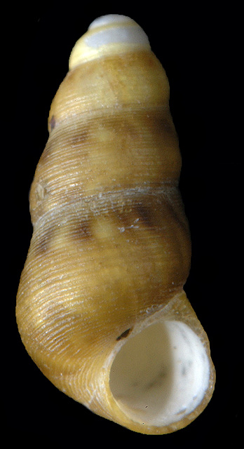 Halistylus pupoideus (Carpenter, 1864: 613)