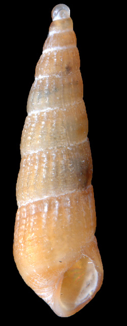 Turbonilla sp. aff. striosa C. B. Adams, 1852