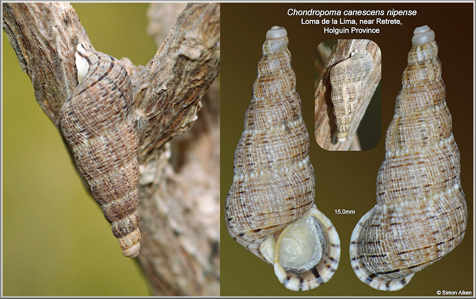 Chondropoma canescens nipense Torre and Bartsch, 1938