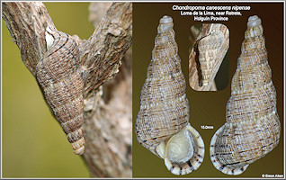 Chondropoma canescens nipense Torre and Bartsch, 1938