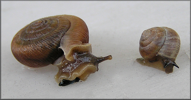 Live Daedalochila auriculata (Say, 1818) From Old Middleburg Road (10/22/2011)