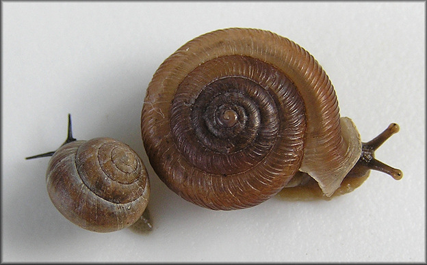 Live Daedalochila auriculata (Say, 1818) From Old Middleburg Road (10/22/2011)