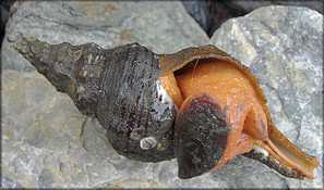 Triplofusus giganteus (Kiener, 1840) Albino