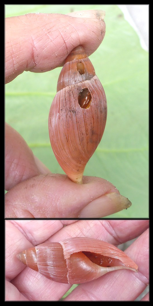 Euglandina rosea (Férussac, 1821) Predation By Mammal