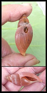 Euglandina rosea (Frussac, 1821) Predation By Mammal