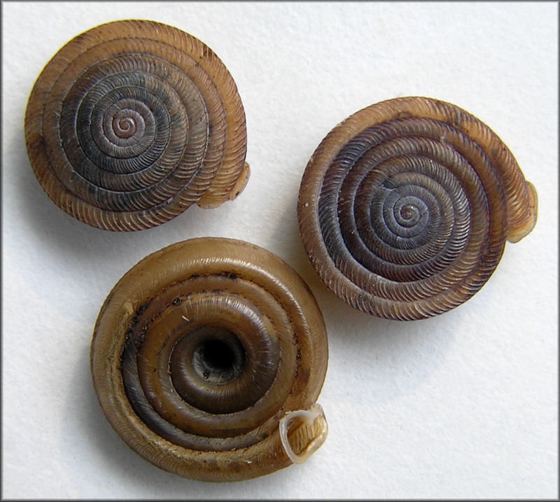 Polygyra septemvolva Say, 1818 Florida Flatcoil