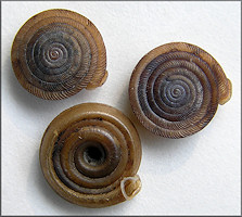 Polygyra septemvolva Say, 1818 Florida Flatcoil