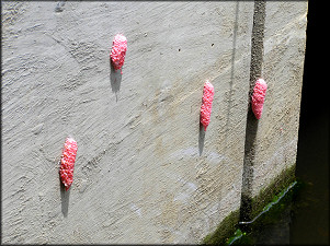 Egg Clutches On the Box Culvert