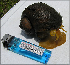 Pomacea canaliculata Found Near The Culvert