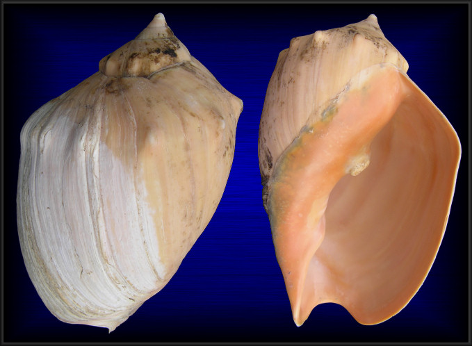 Adelomelon brasiliana (Lamarck, 1811)