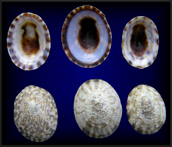 Tectura testudinalis (Mller, 1776) Plant Limpet