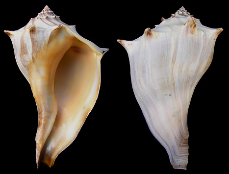 Busycon carica - Knobbed Whelk