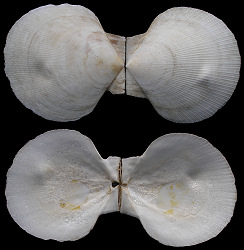 Placopecten magellanicus (Gmelin, 1791) Sea Scallop