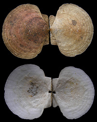 Placopecten magellanicus (Gmelin, 1791) Sea Scallop