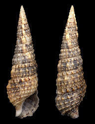 Cerithium atratum (Born, 1778) Dark Cerith