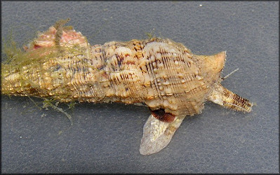 Cerithium atratum (Born, 1778) Dark Cerith