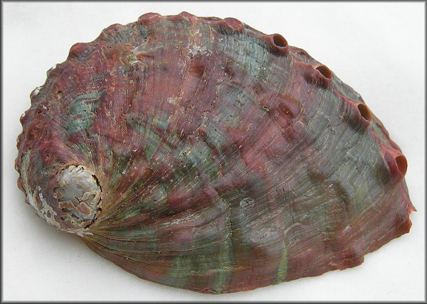 Haliotis kamtschatkana Jonas, 1845 Pinto Abalone